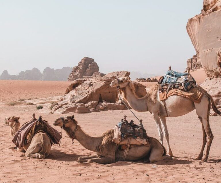 three camels resting in the desert