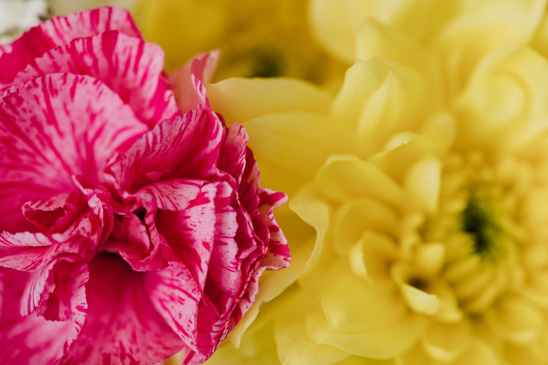 closeup of chrysanthemum and carnation bouquet