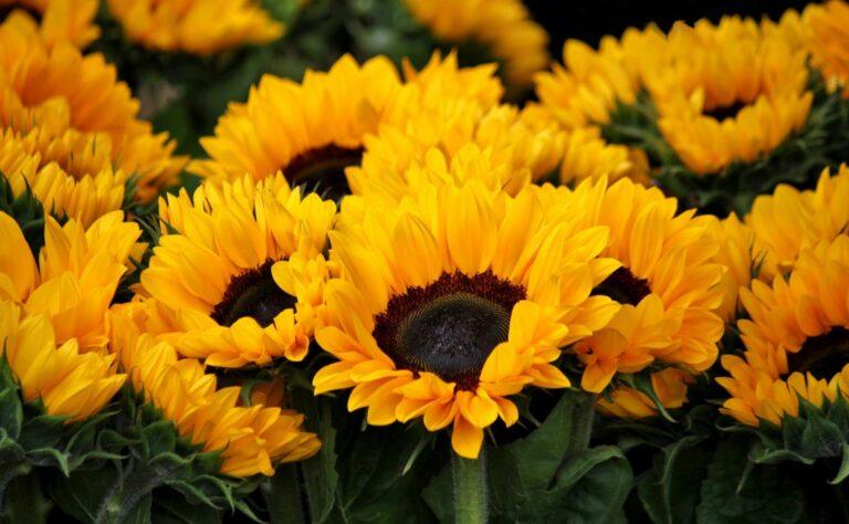 yellow sunflowers