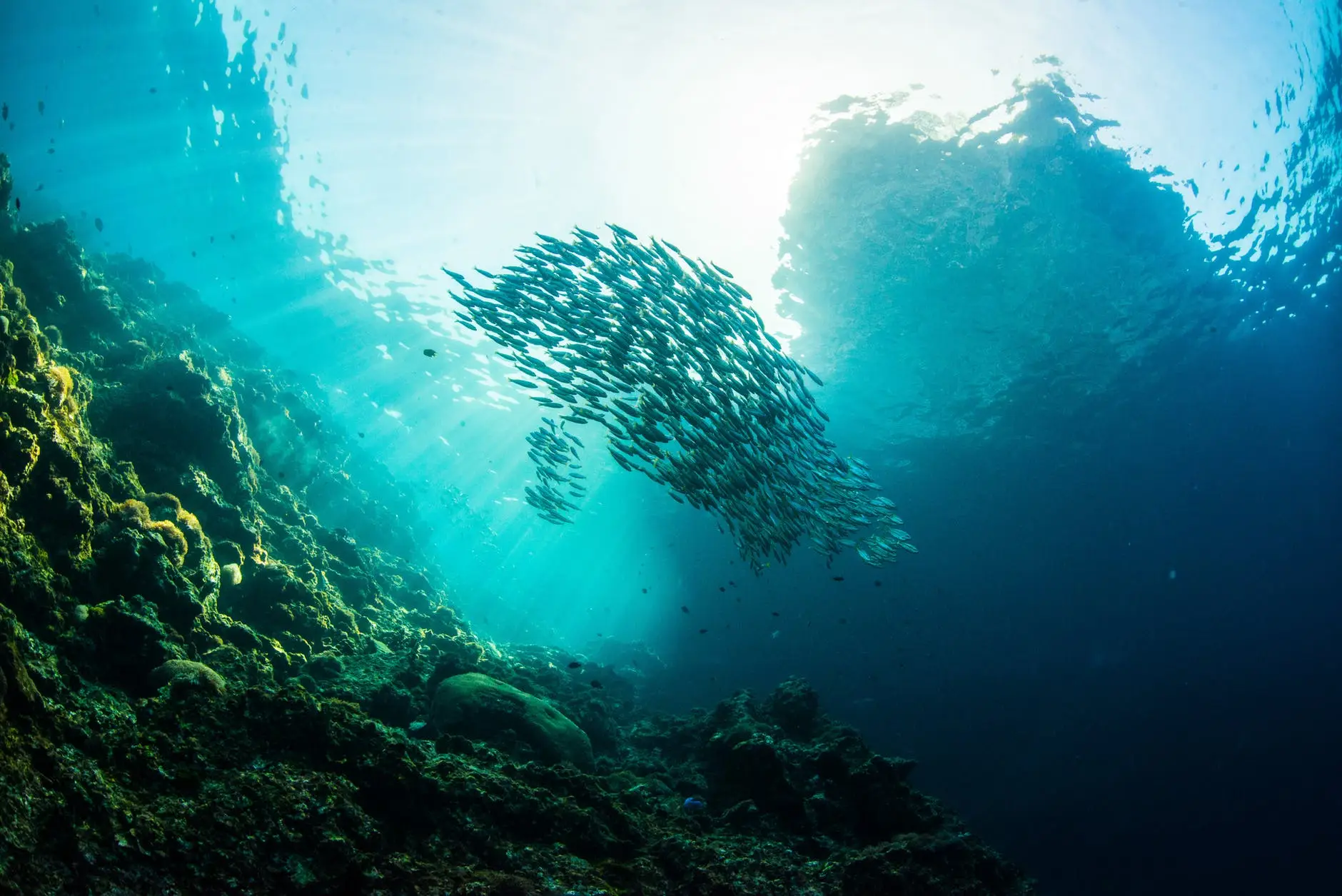 white and black fish in water