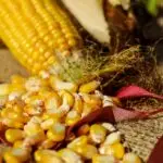 Corn Pudding Tunes | Meditation Rooms